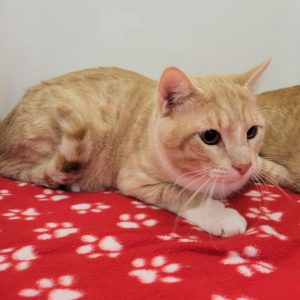 Picture of Simba