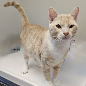 Picture of Simba