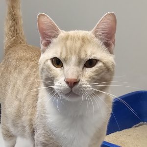 Picture of Simba