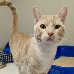 Picture of Simba