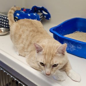 Picture of Simba