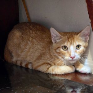 Picture of Snicker