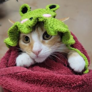 Picture of Snicker
