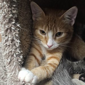Picture of Snicker