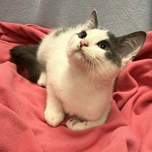 Picture of Tank