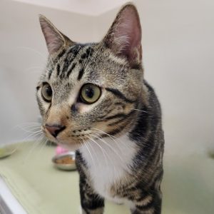 Picture of Theodore