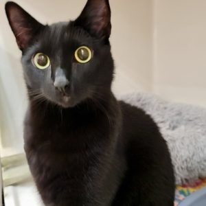 Picture of Thor