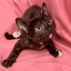 Picture of Tuna Turner