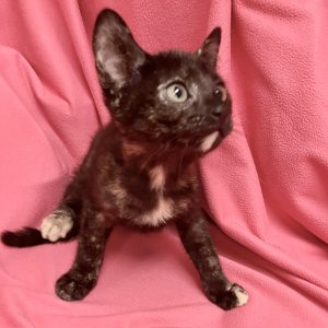 Picture of Tuna Turner