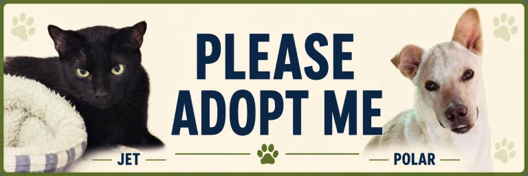 Jet the cat and Polar the dog with the words Please Adopt Me.