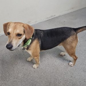 Picture of Blu