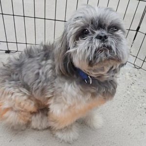 Picture of Bodhi