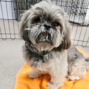 Picture of Bodhi