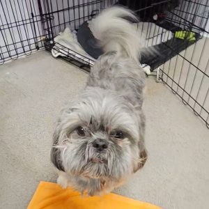 Picture of Bodhi