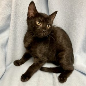 Picture of Bogey