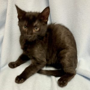 Picture of Bogey