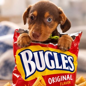 Picture of Bugle