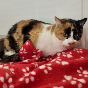 Picture of Cali