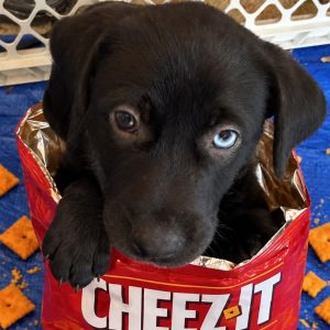 Picture of Cheez-Its