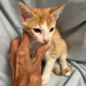 Picture of Clyde