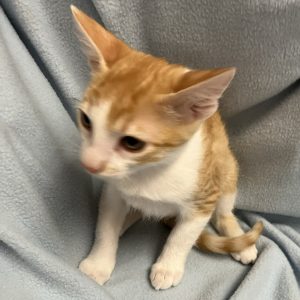 Picture of Clyde
