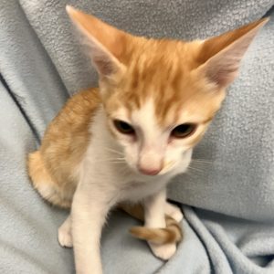 Picture of Clyde