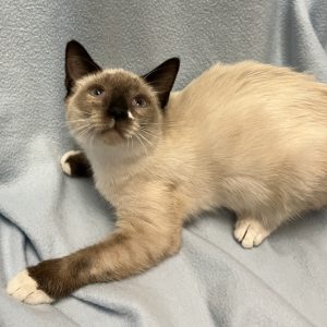 Picture of Dandelion