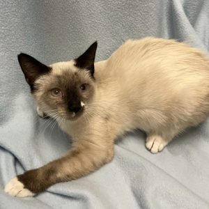 Picture of Dandelion
