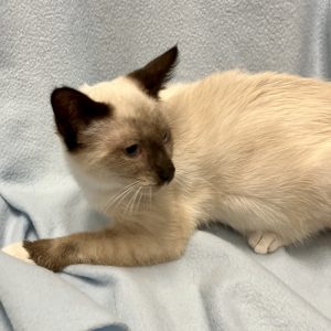 Picture of Dandelion