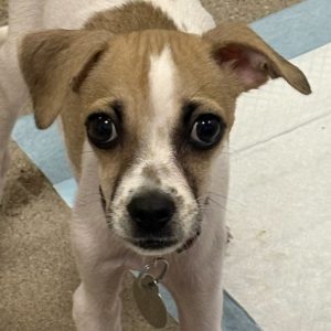 Picture of Dexter
