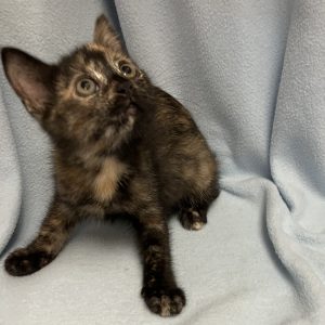 Picture of Divot