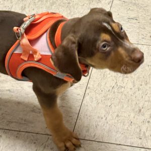 Picture of Dorito
