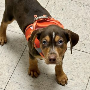Picture of Dorito