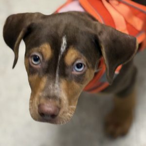 Picture of Dorito