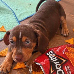 Picture of Dorito