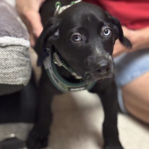 Picture of Frito