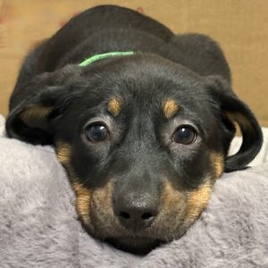 Picture of Funyun