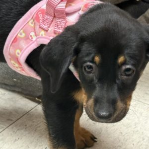 Picture of Funyun