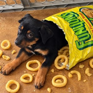 Picture of Funyun