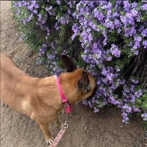 Picture of Honey