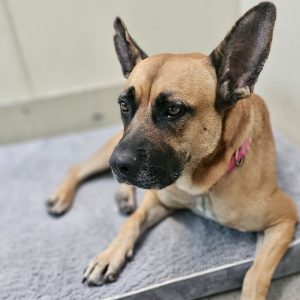 Picture of Honey