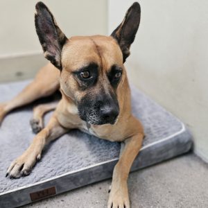 Picture of Honey