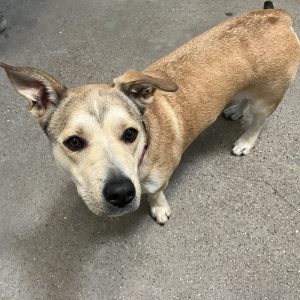 Kona