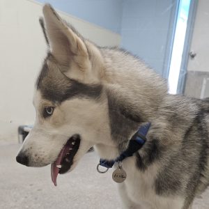 Picture of King
