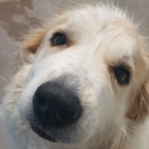 Picture of Luna