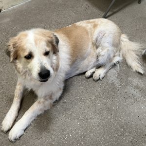Picture of Luna
