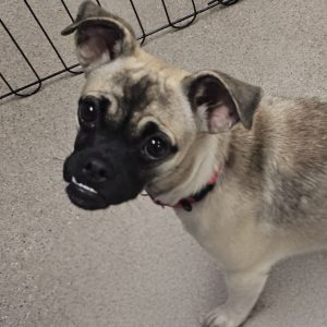 Picture of Pippa