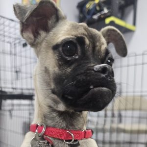 Picture of Pippa