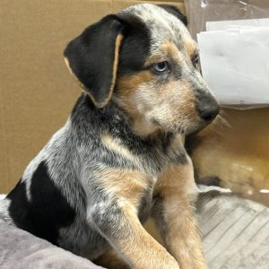 Picture of Popcorn
