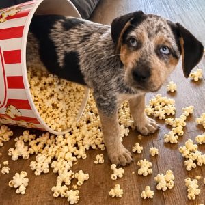 Picture of Popcorn